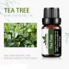 Ulei esential Arbore de Ceai (Tea Tree) 10 ml