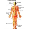 Aparat multifunctional de fizioterapie, electrostimulare, termoterapie, ultrasunete, laser, Alhena®, Dureri musculare, articulare, dureri de spate, diverse traumatisme, leziuni, dizabilitati